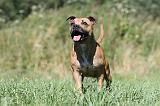 STAFFIE 084